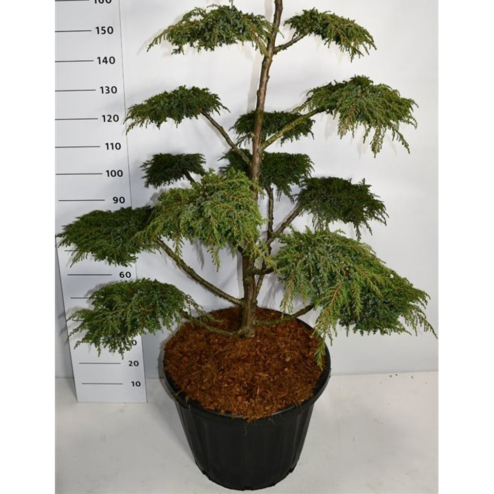 En – Juniperus communis 'Green Carpet' - C80 120-140 cm. Bonsai